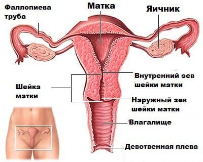 1 неделя беременности