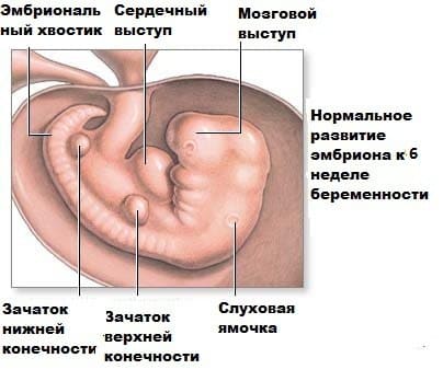 6 неделя беременности ощущения