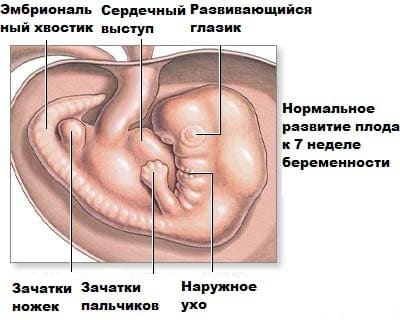 7 неделя беременности
