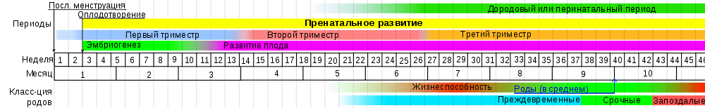 1 неделя беременности